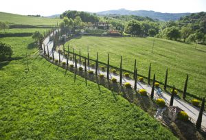 Zypressenallee in Panicale Italien Villa Rey