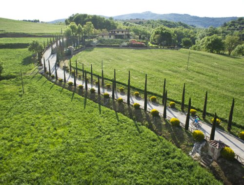 Zypressenallee in Panicale Italien Villa Rey